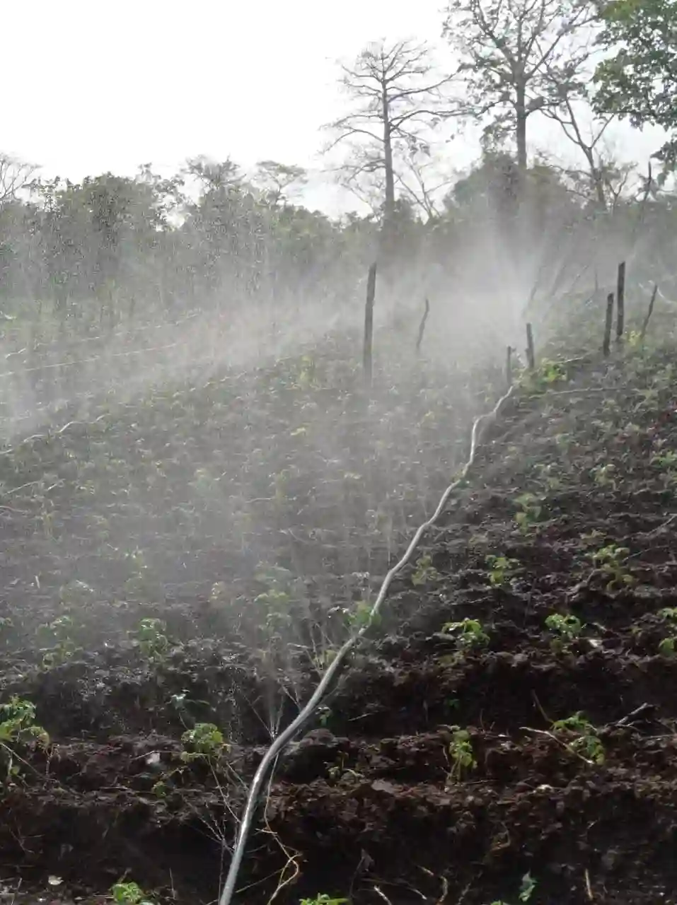 Système d'irrigation Laser spray