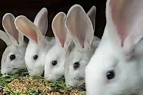 Service Vente de Lapin