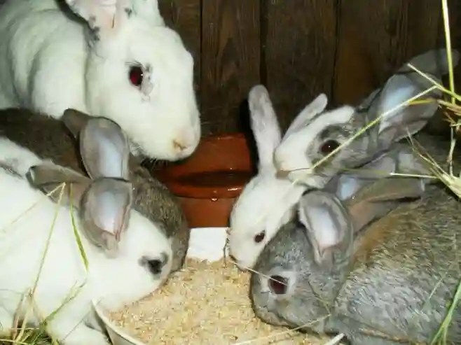 Service Vente de Lapin - Vue 1