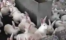 Service Vente de Lapin - Vue 3