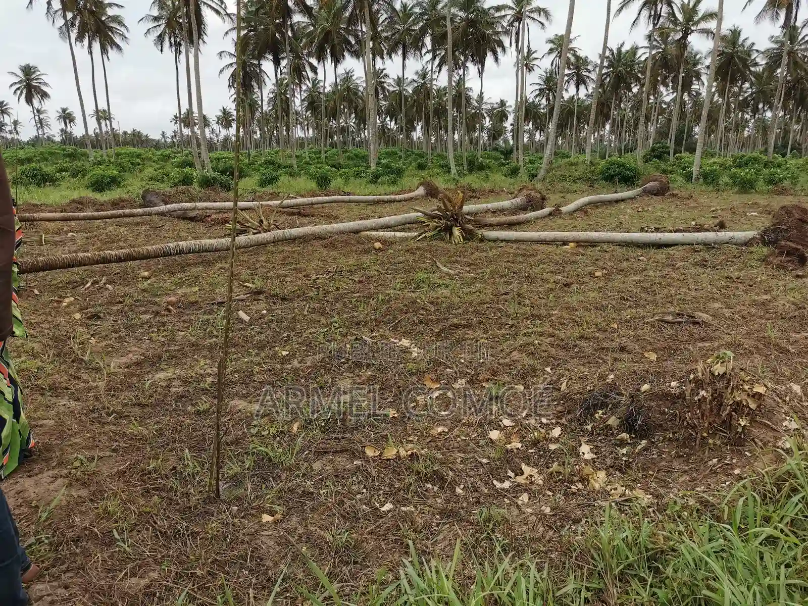Terrain en Vente Sicor Jacqueville