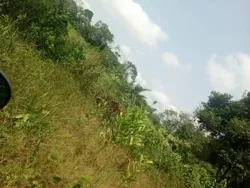 Vente 1ha de Foret à Azaguié