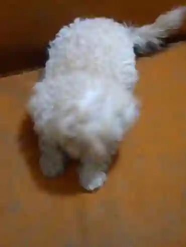 Vente de Bichons Maltais