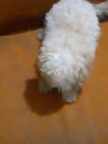 Vente de Bichons Maltais - Vue 2