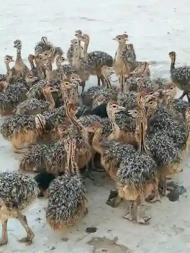 Poussins D’autruche Sains Disponibles - Vue 1