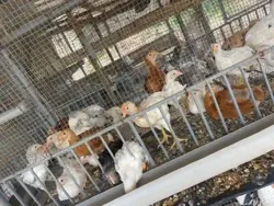 Vente de Poussin et Poulet Local