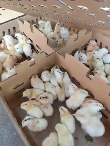 Vente de Poussin et Poulet Local - Vue 1