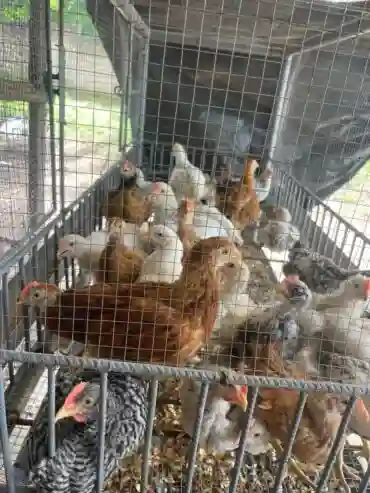 Vente de Poussin et Poulet Local - Vue 2
