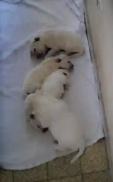 Caniche Bichon