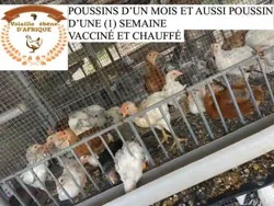 Vente DES Oeufs Fécondés ET Poussin