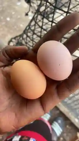 Vente DES Oeufs Fécondés ET Poussin - Vue 1