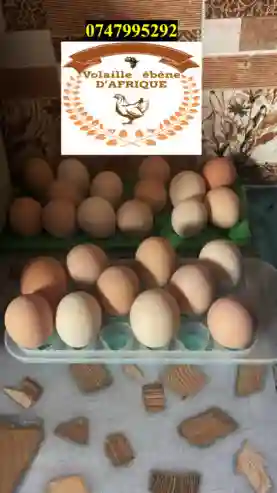 Vente DES Oeufs Fécondés ET Poussin - Vue 2