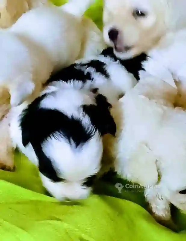 Caniche Griffon