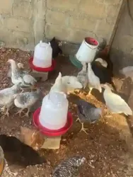 Poulet Local Amélioré 100 Africain