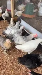 Poulet Local Amélioré Disponible