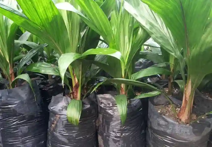 Création DE Plantation ET Vente DE Pépinières DE Palmiers À Huile - Vue 1