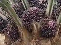 Création DE Plantation ET Vente DE Pépinières DE Palmiers À Huile - Vue 2