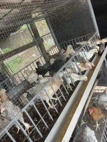 Vente DE Poussin Goliath D’un Mois UNE Semaine