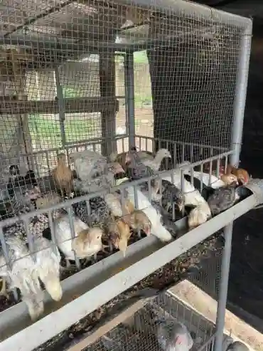 Vente DE Poussin Goliath D’un Mois UNE Semaine - Vue 1