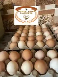 Vente D’oeuf Fécondé de Qualité