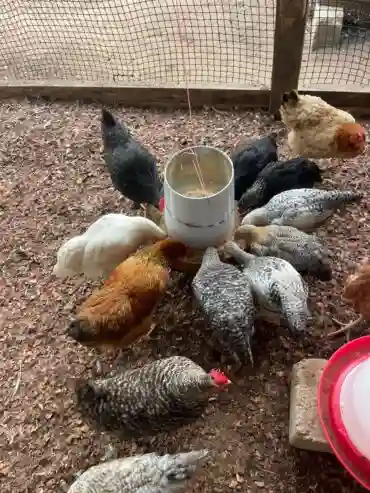 Vente D’oeuf Fécondé de Qualité - Vue 1