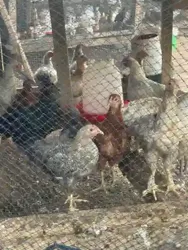 Vente de Poulet Pour la Consommation Local Amélioré