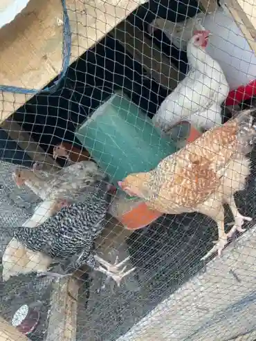 Vente de Poulet Pour la Consommation Local Amélioré - Vue 1
