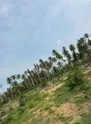 Terrains 500000m² - Grand-bassam