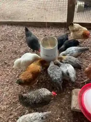 Vente de Poulet Local 100 bio en Frais Abattus Halal et en Vivant