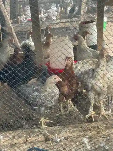 Vente de Poulet Local 100 bio en Frais Abattus Halal et en Vivant - Vue 1