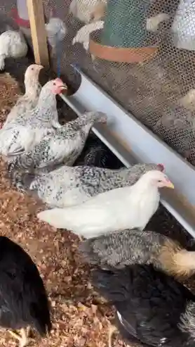 Vente de Poulet Local 100 bio en Frais Abattus Halal et en Vivant - Vue 2