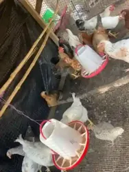 Poulet Local Disponible