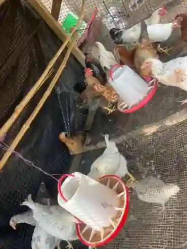 Poulet Local Disponible