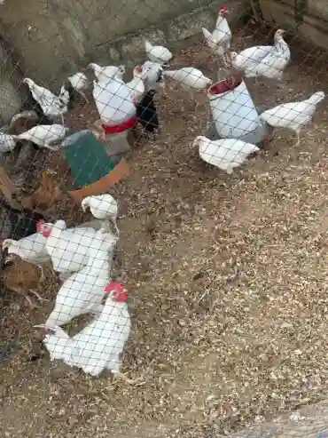 Poulet Local Disponible - Vue 1