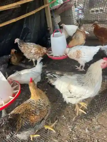 Poulet Local Disponible - Vue 2