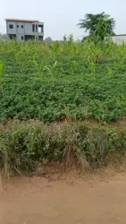 Terrain a Vendre Songon