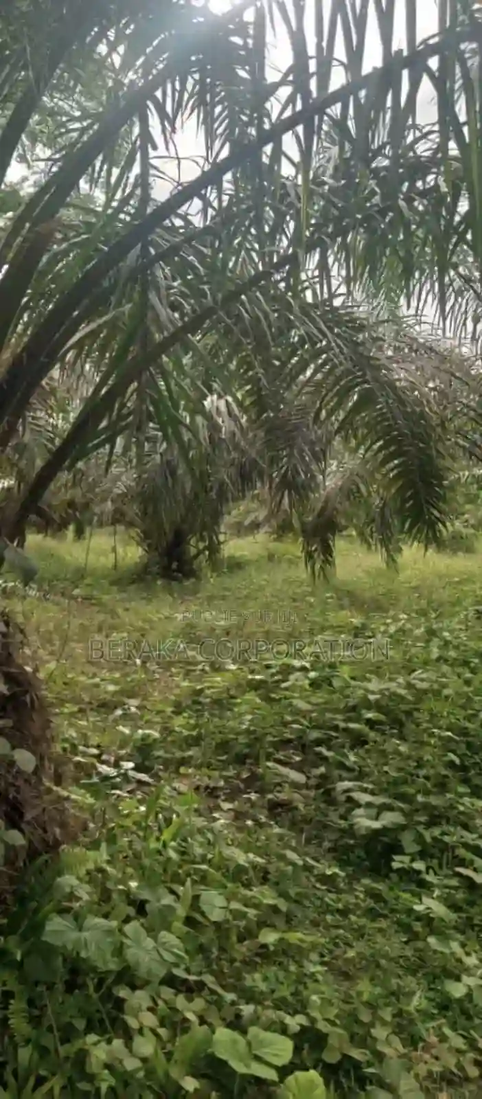 Plantation De Palmier en Vente