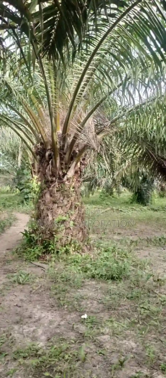 Plantation De Palmier en Vente - Vue 1
