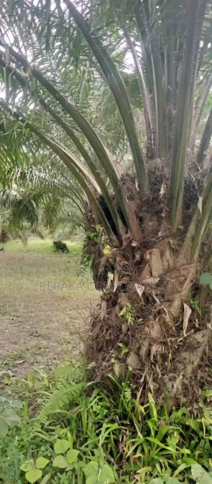 Plantation De Palmier en Vente - Vue 10
