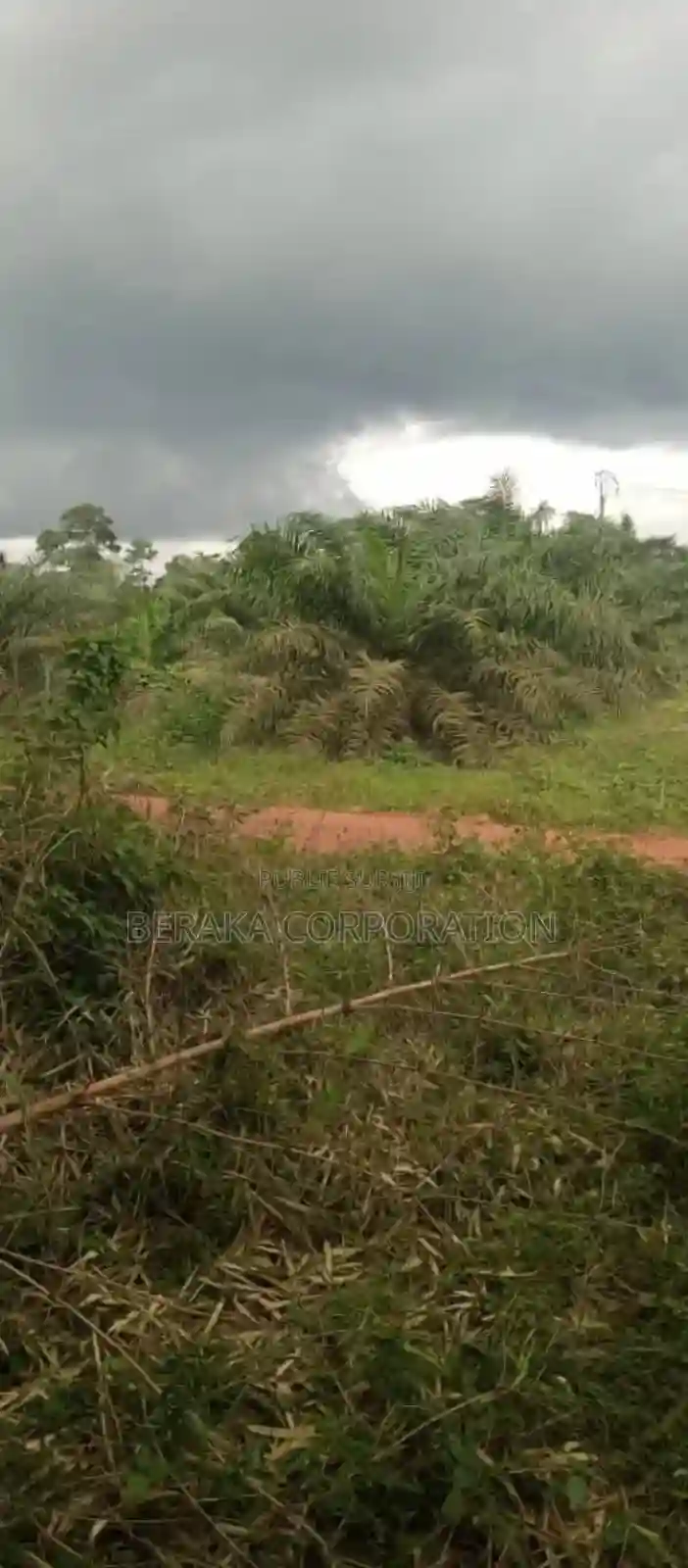 Plantation De Palmier en Vente - Vue 11