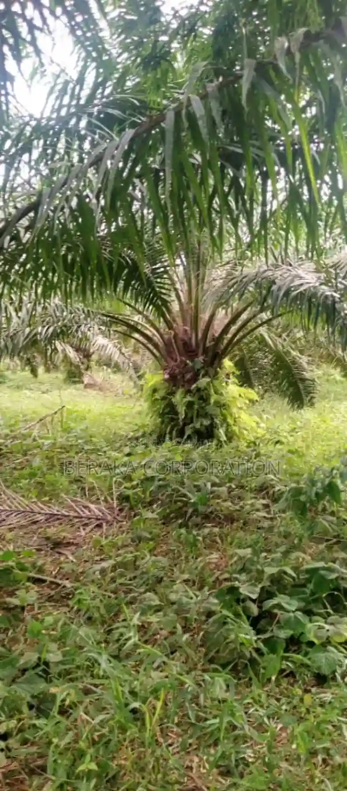 Plantation De Palmier en Vente - Vue 12