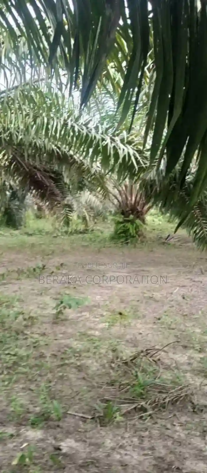 Plantation De Palmier en Vente - Vue 13