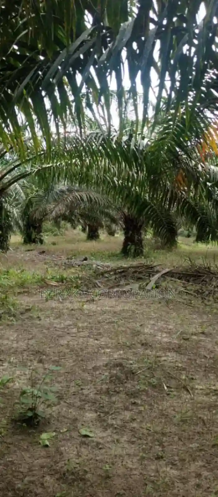 Plantation De Palmier en Vente - Vue 2