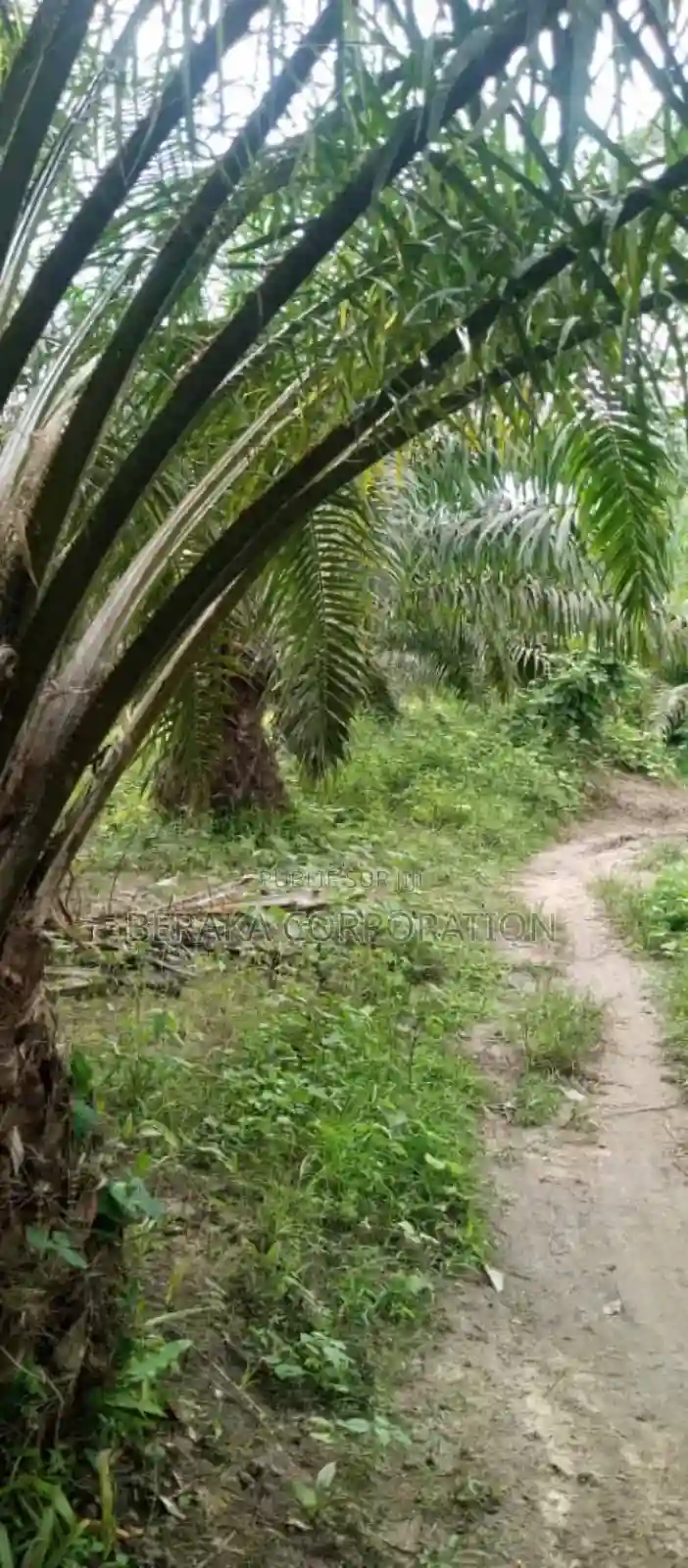Plantation De Palmier en Vente - Vue 3