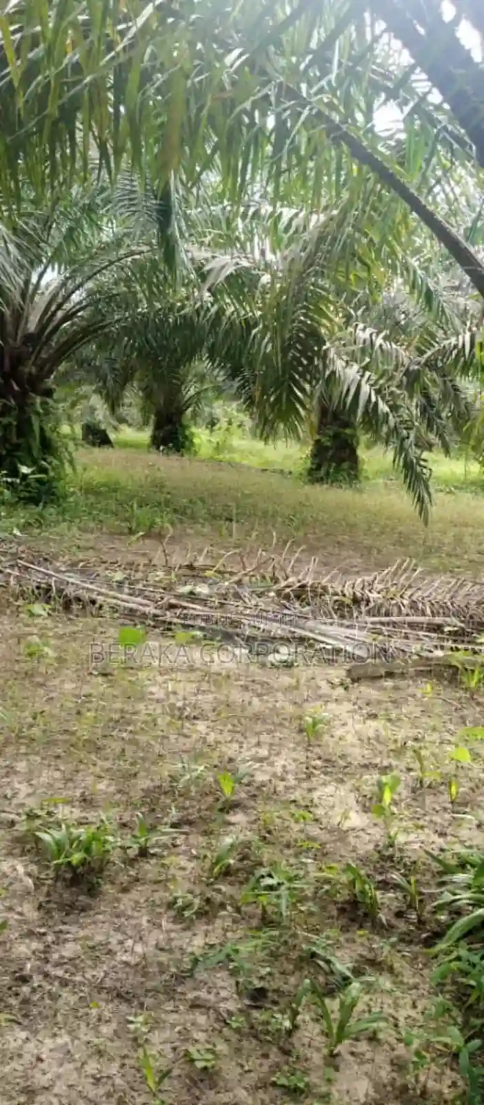 Plantation De Palmier en Vente - Vue 4
