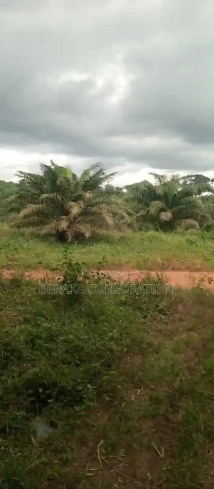 Plantation De Palmier en Vente - Vue 5