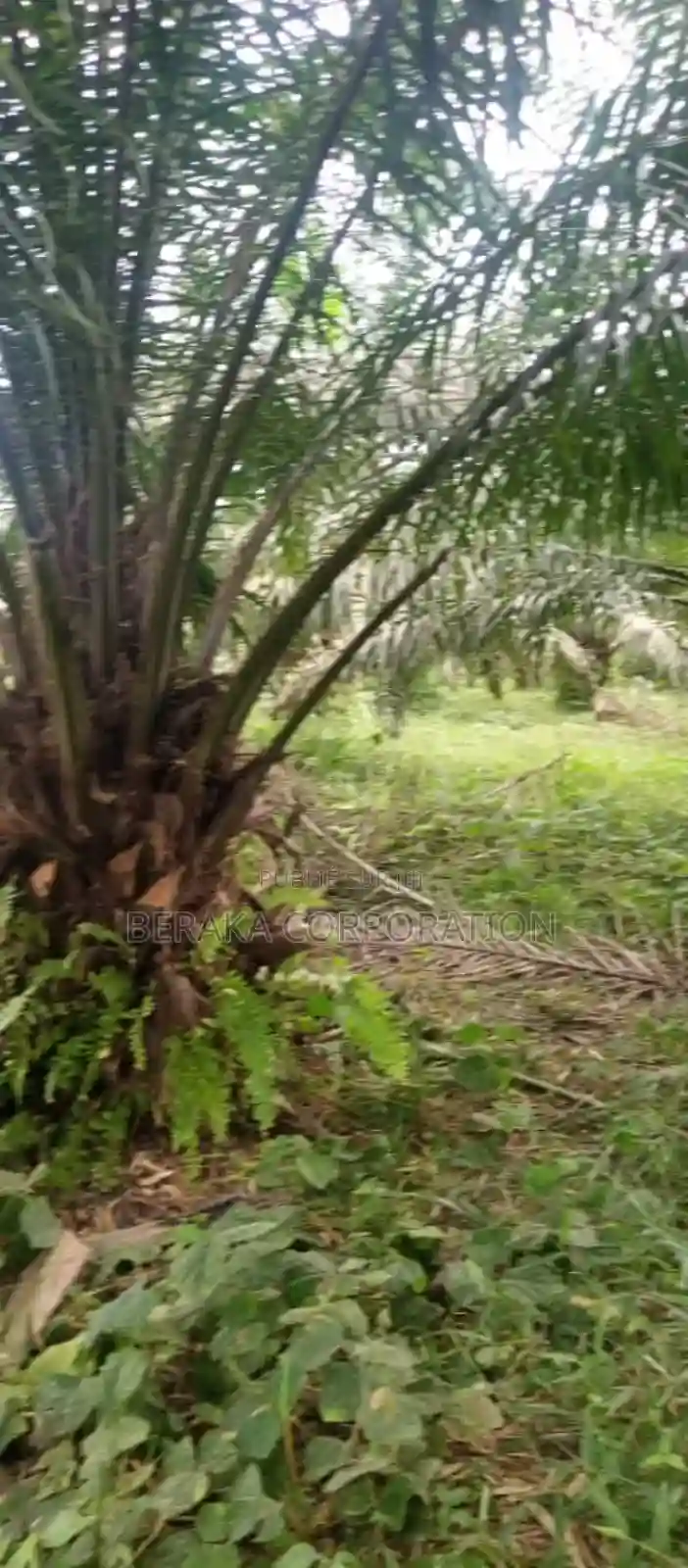 Plantation De Palmier en Vente - Vue 6