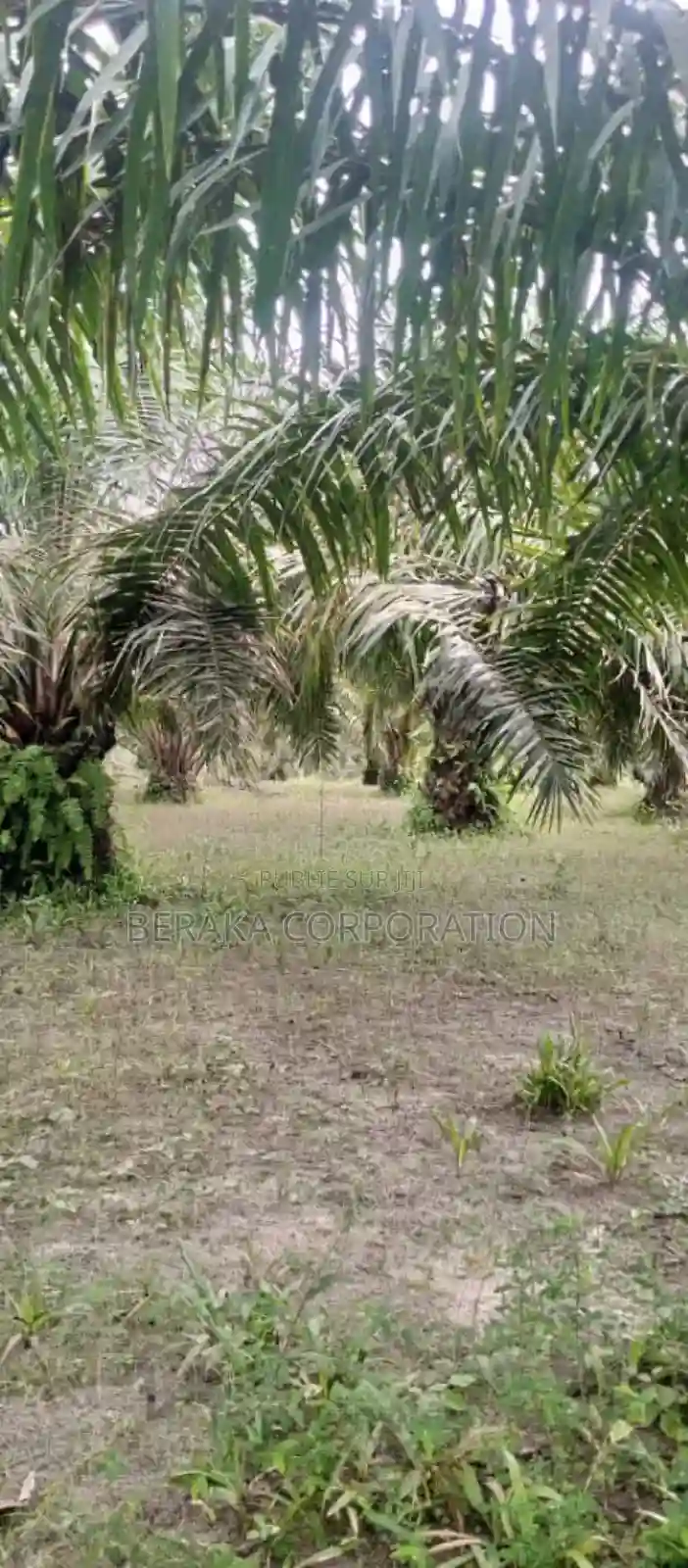 Plantation De Palmier en Vente - Vue 8