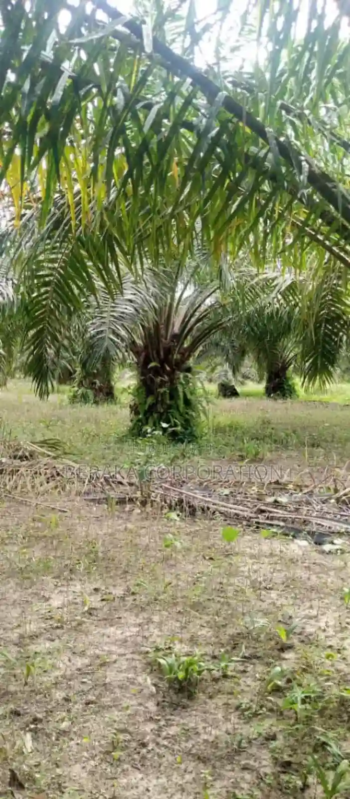 Plantation De Palmier en Vente - Vue 9