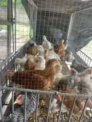 Vente de Poussin et Poulet Local